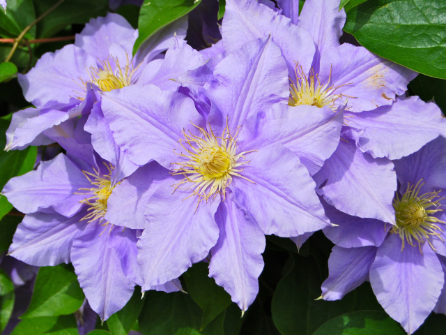 Сиреневые цветы клематиса с зелеными листьями