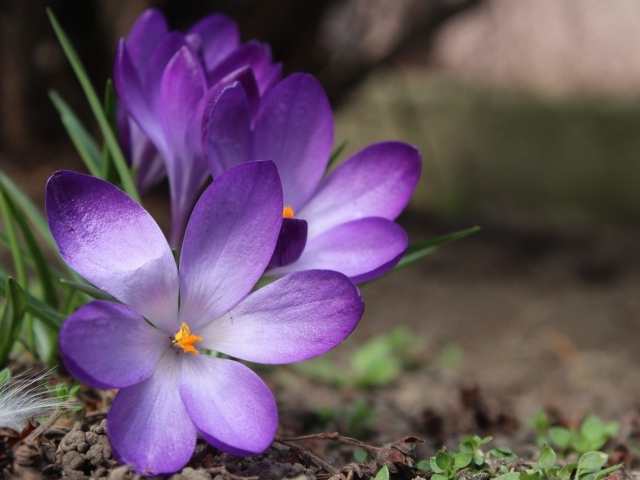 Сиреневые цветы крокуса на земле весной