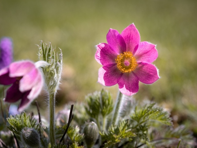 Сиреневый цветок прострел с бутонами на поле 