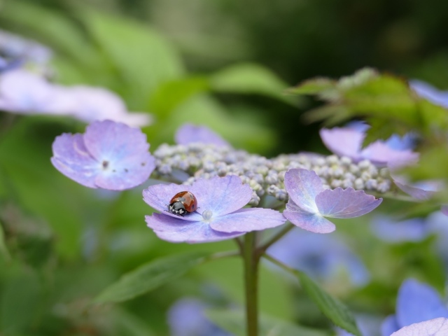 Сиреневые цветы гортензии с божьей коровкой 