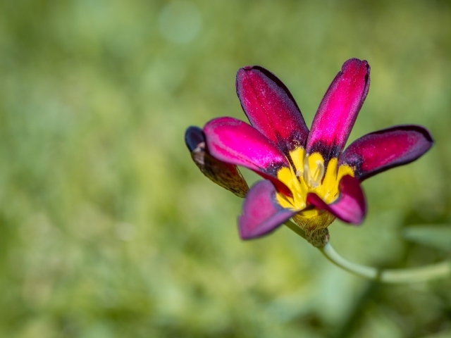 Сиреневый цветок спараксис  крупным планом
