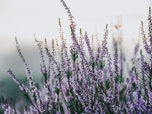 Сиреневые полевые цветы крупным планом