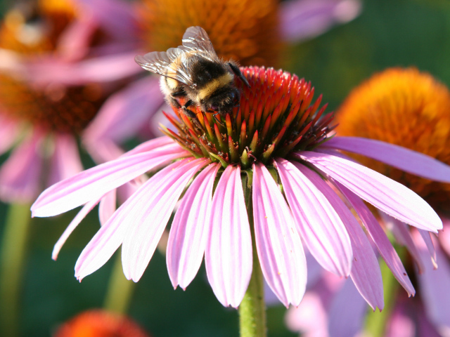 Маленькая пчела собирает нектар с цветка эхинацеи