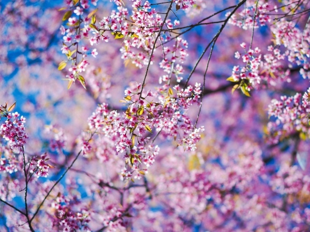 Маленькие розовые цветы сакуры на ветках в лучах солнца