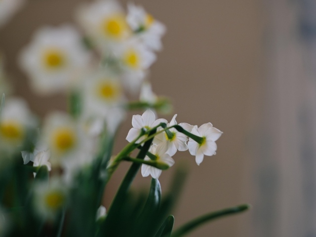 Маленькие белые нарциссы на размытом фоне