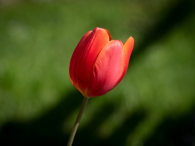 Одинокий красный тюльпан на зеленом фоне