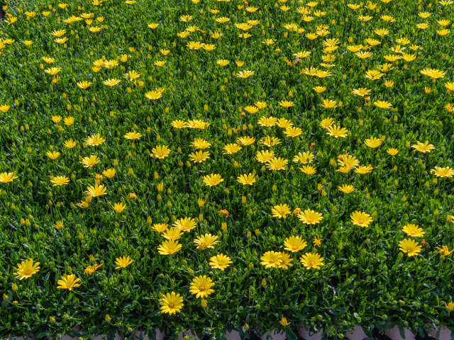 Много мелких желтых цветов крупным планом