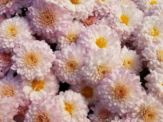 Много белых цветов хризантемы крупным планом