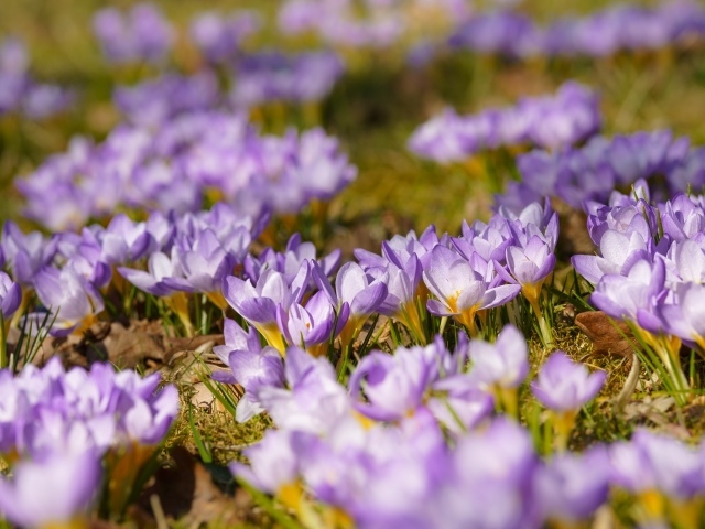 Много красивых сиреневых цветов крокуса на поляне