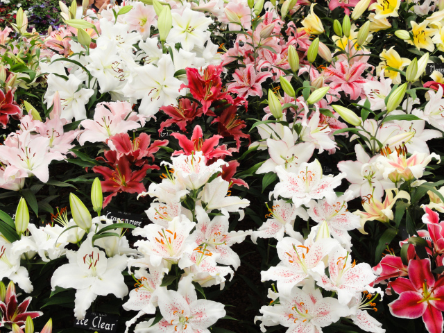 Много красивых разноцветных цветом лилии 