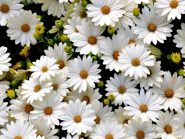 Много нежных белых цветов ромашковидной хризантемы крупным планом