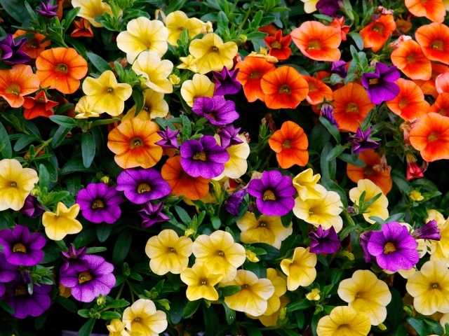 Много разноцветных цветов петунии на клумбе