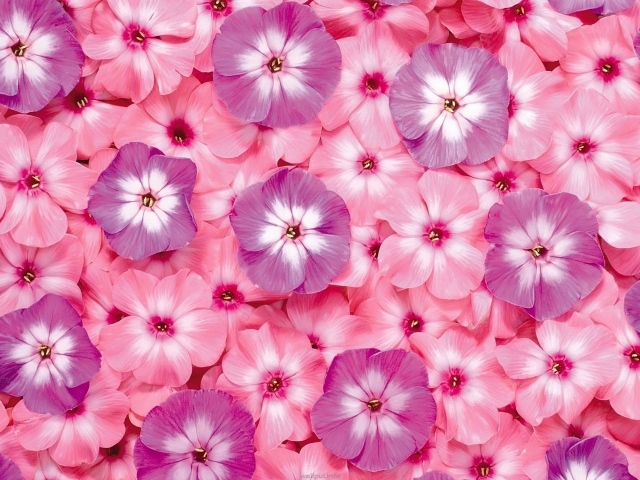 Много розовых цветов флоксы крупным планом