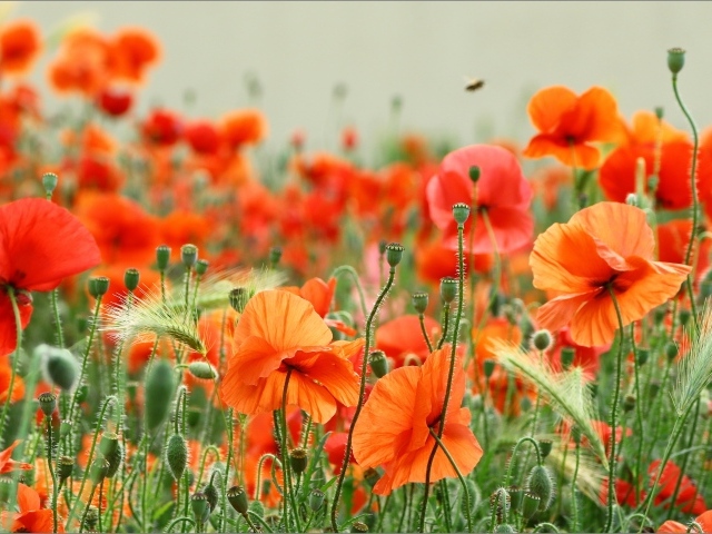 Много красных маков с колосками пшеницы в поле 