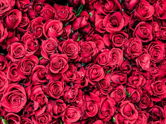 Много красных цветков розы крупным планом