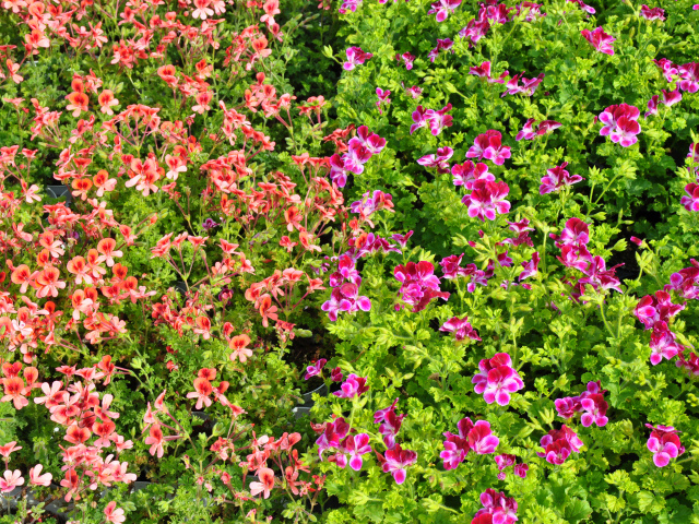 Много мелких цветов пеларгонии с зелеными листьями