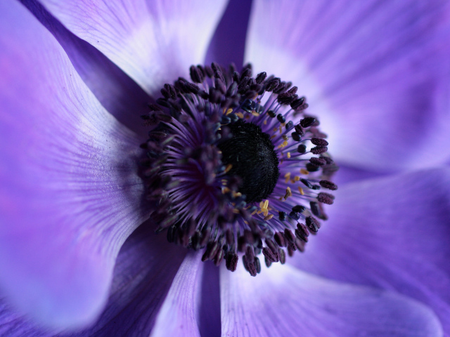 Середина фиолетового цветка анемоны 