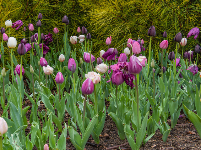 Разноцветные тюльпаны на клумбе 