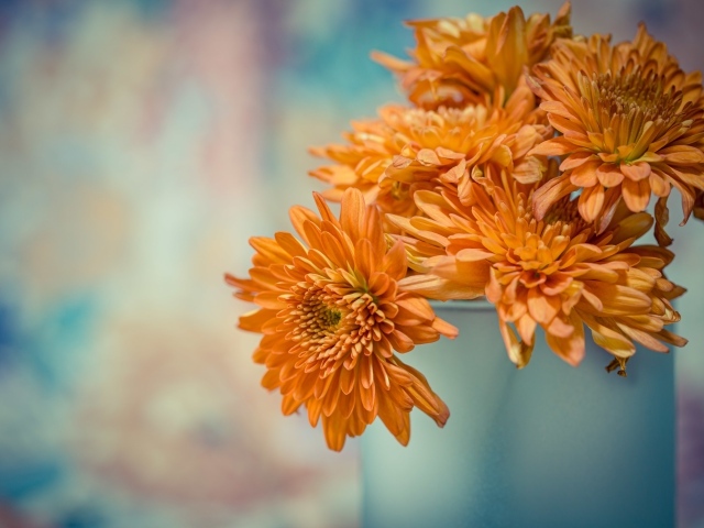 Оранжевые цветы хризантемы в вазе 