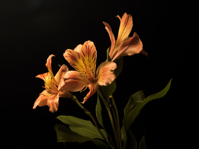 Оранжевые цветы альстромерия на черном фоне