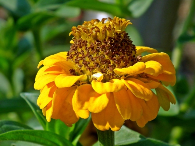 Оранжевый цветок цинии на клумбе