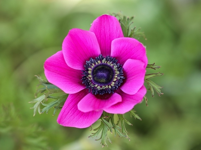 Розовый цветок анемоны крупным планом