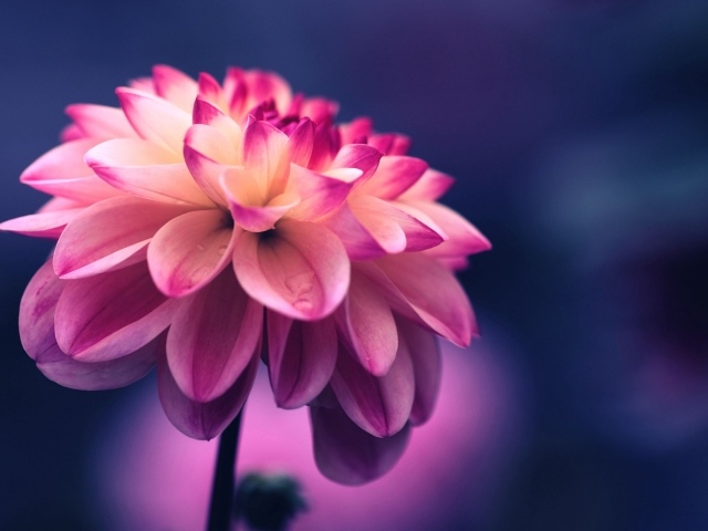 Розовый цветок георгина крупным планом