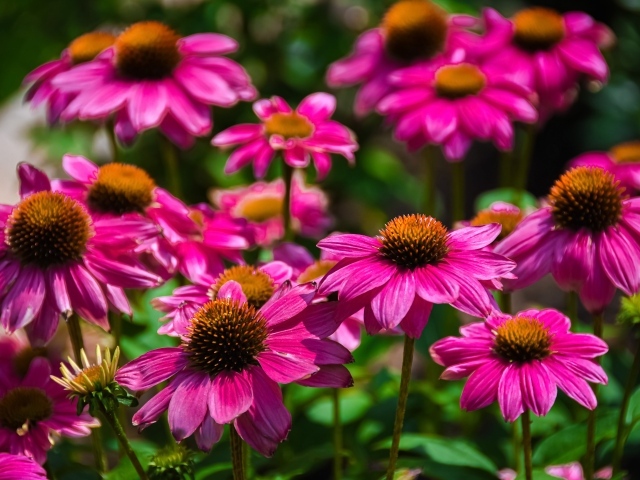 Розовые цветы эхинацеи крупным планом на клумбе 