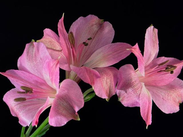 Розовые цветы альстромерия на черном фоне