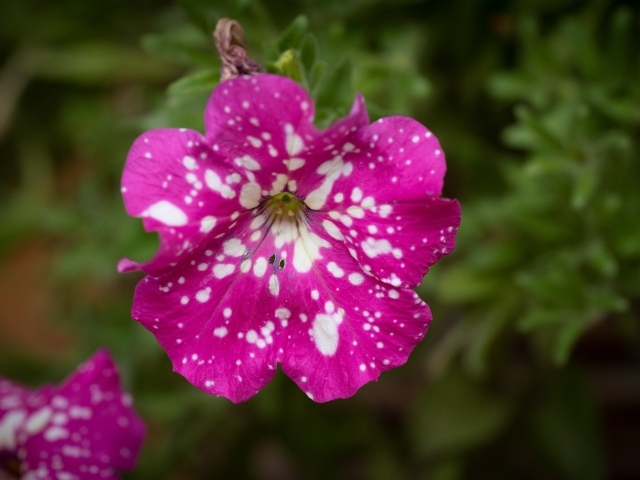Розовый с белыми пятнами цветок садовой петунии 