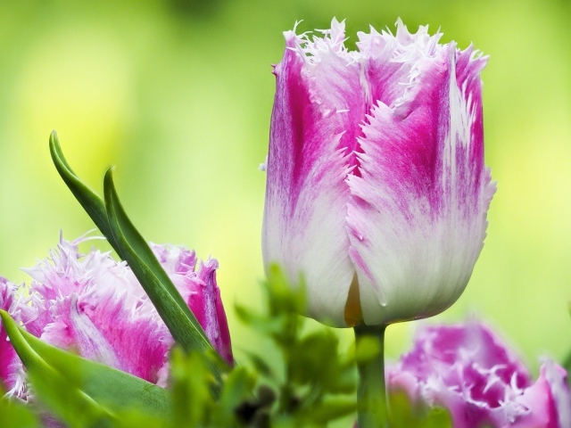 Розовый с белым тюльпан с волнистыми лепестками крупным планом