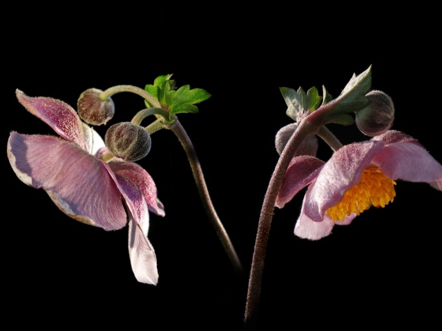 Розовые цветы анемоны с бутонами на черном фоне