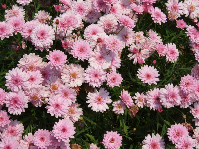 Розовые цветы хризантемы на клумбе крупным планом