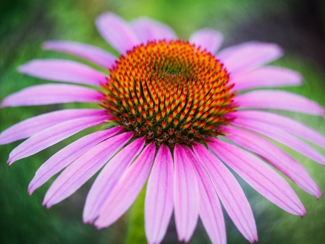 Розовый цветок эхинацеи с оранжевой серединкой