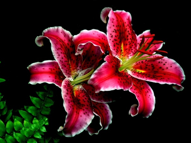 Розовые цветы тигровой лилии крупным планом на черном фоне