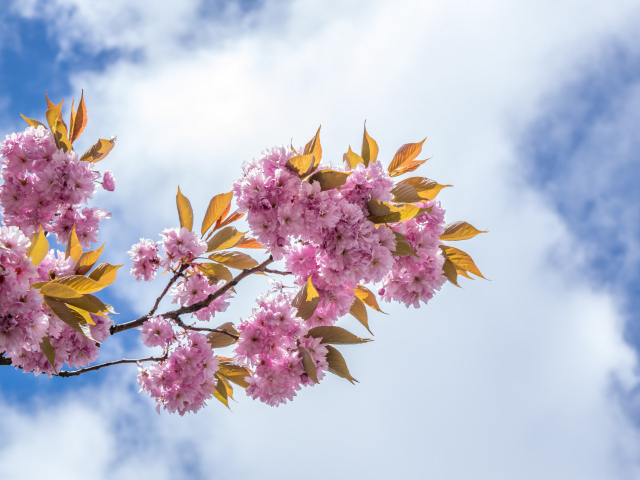Розовые цветы на ветке на фоне неба с белыми облаками