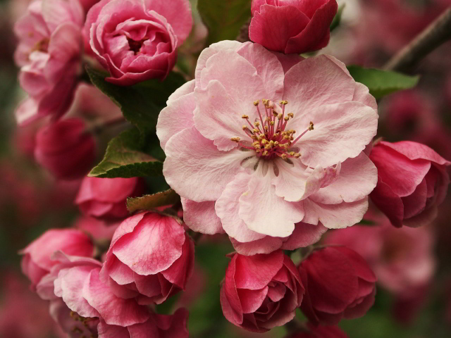 Розовые цветы на ветке дерева крупным планом