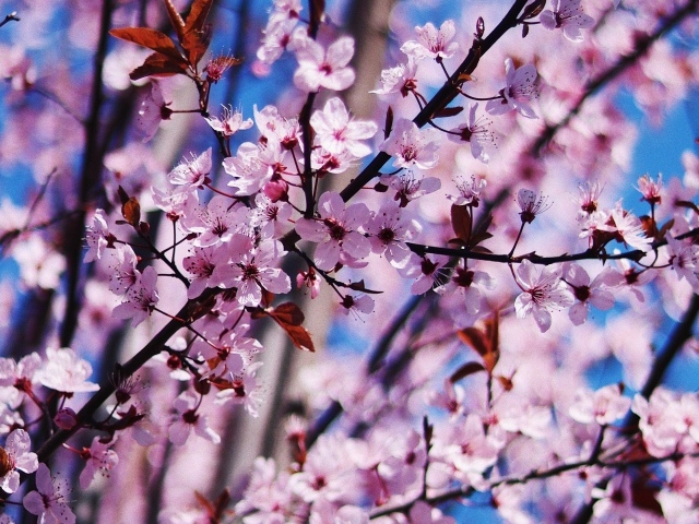Розовые цветы на дереве весной 