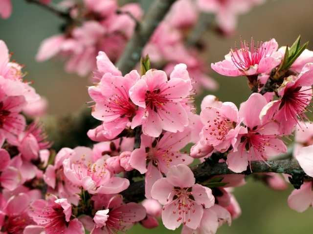 Розовые цветы на ветках дерева 