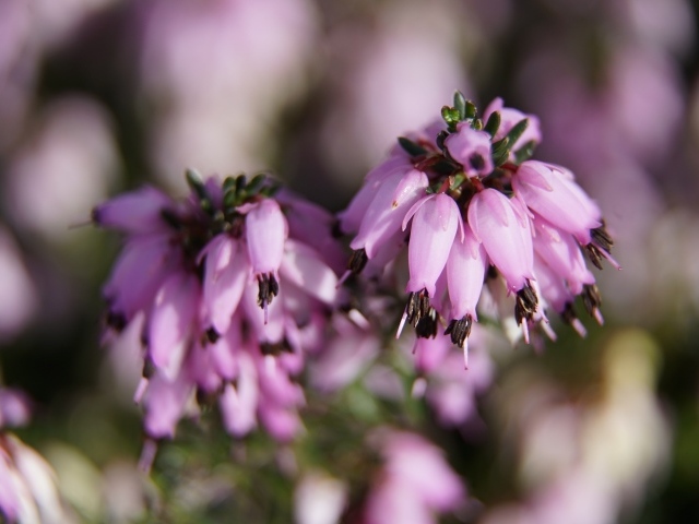 Розовые цветы вереск крупным планом