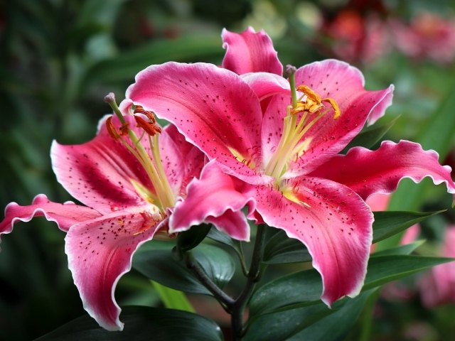 Розовые лилии на клумбе крупным планом 
