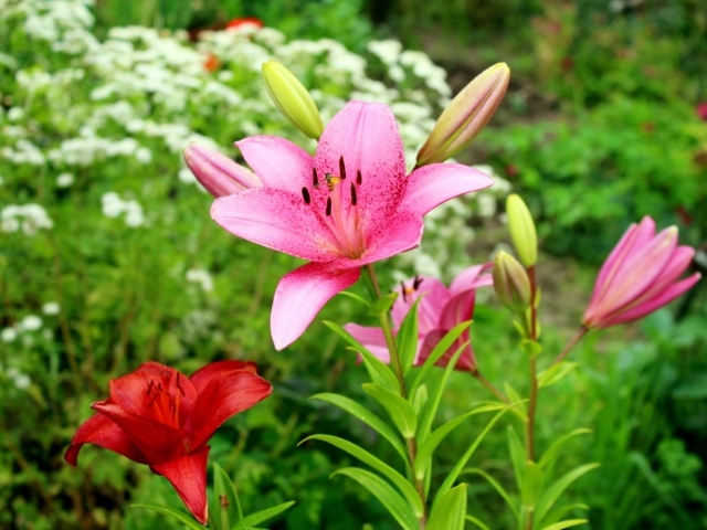 Розовые лилии с бутонами на клумбе