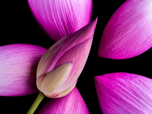 Розовые бутоны Лотоса на черном фоне