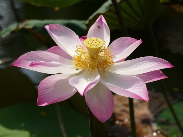 Розовый цветок лотоса распустился в пруду