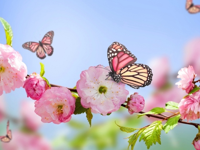 Розовые цветы луизеания на ветке с бабочками