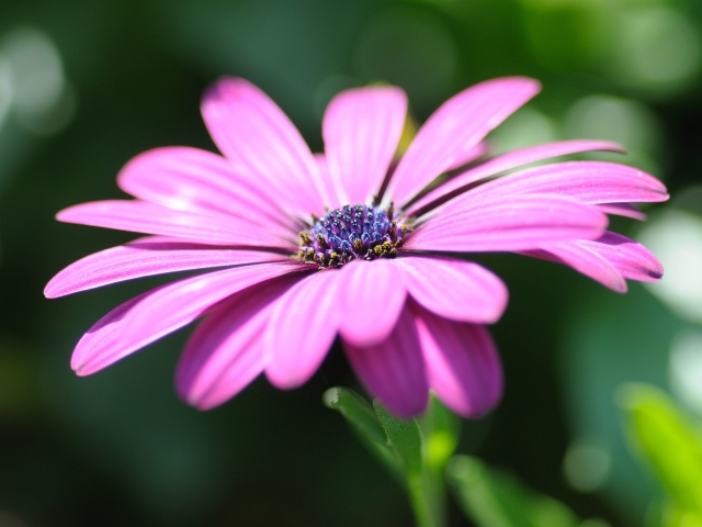 Розовый цветок остеоспермум крупным планом