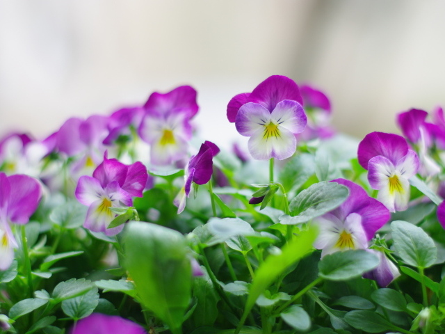 Розовые цветы анютины глазки с зелеными листьями