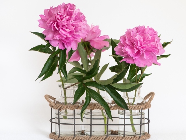 Розовые пионы в вазах на белом фоне
