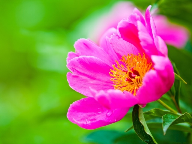 Розовый цветок пиона на зеленом фоне крупным планом
