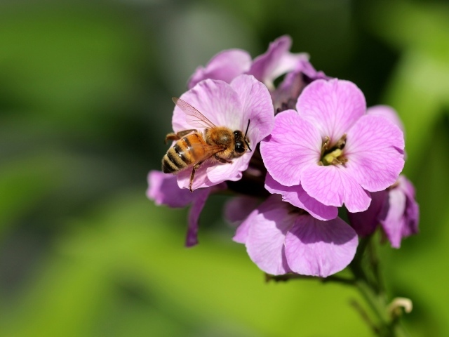 Розовый цветок флокса с пчелой 